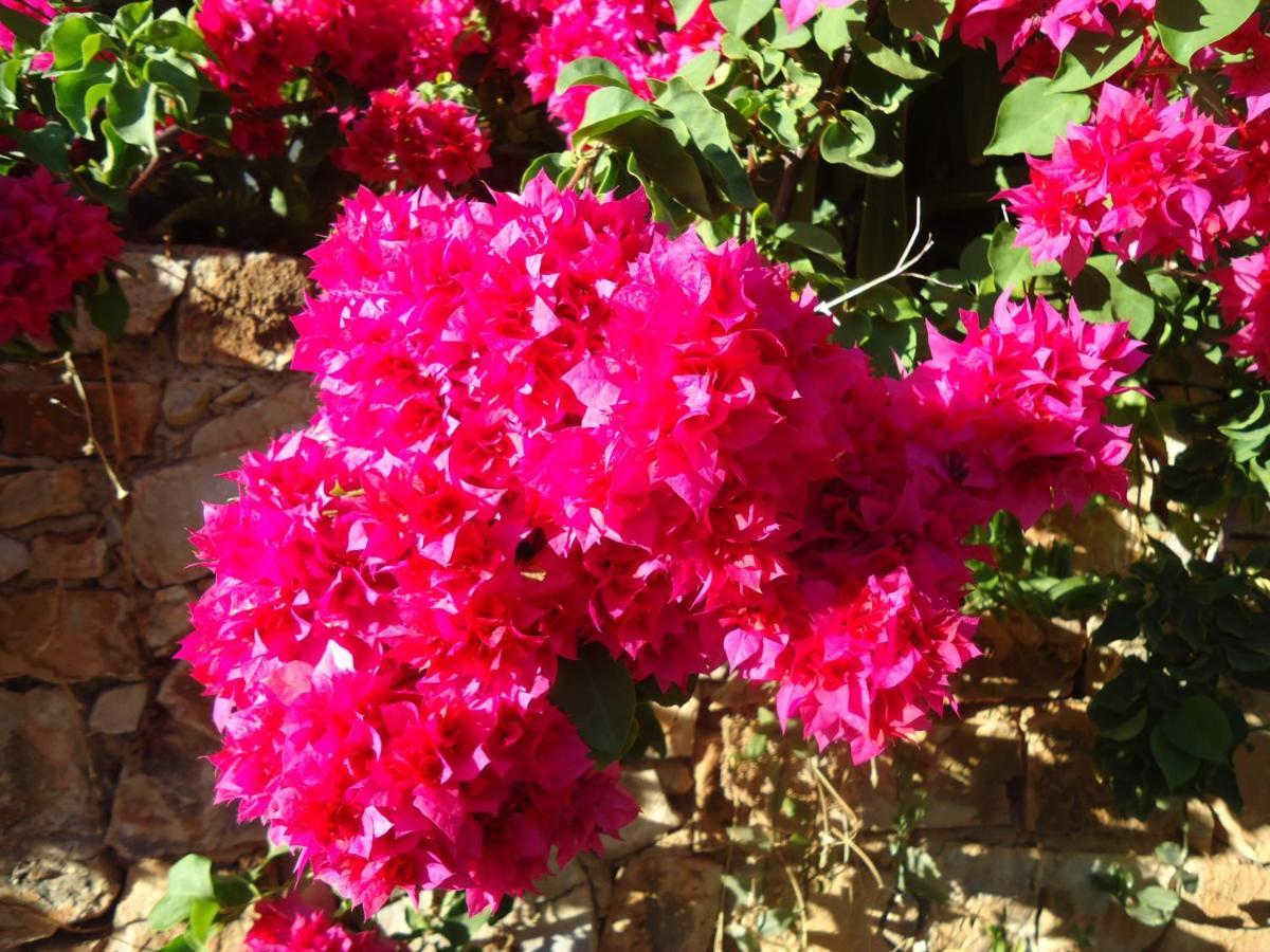 Alonissos And